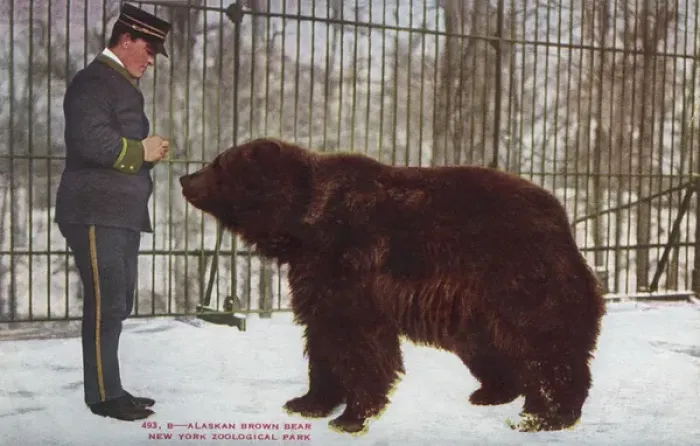 Framed Print : Alaskan brown bear in the New York Zoological Park Framed Print : Alaskan brown bear in the New York Zoological Park