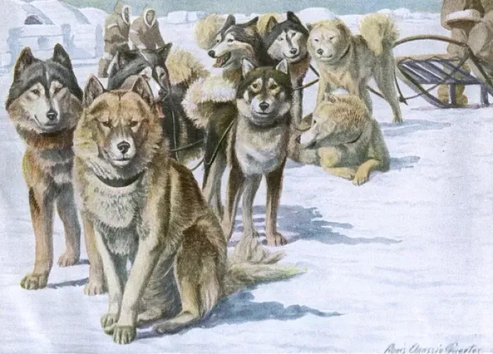 Framed Print : Alaskan Eskimo Dogs Framed Print : Alaskan Eskimo Dogs