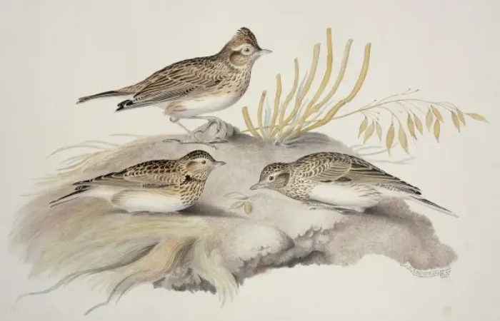 Framed Print : Alauda arvensis, Eurasian skylark Framed Print : Alauda arvensis, Eurasian skylark
