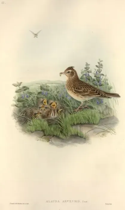 Framed Print : Alauda arvensis, Eurasian skylark Framed Print : Alauda arvensis, Eurasian skylark