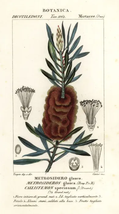 Framed Print : Albany bottlebrush, Callistemon speciosus Framed Print : Albany bottlebrush, Callistemon speciosus