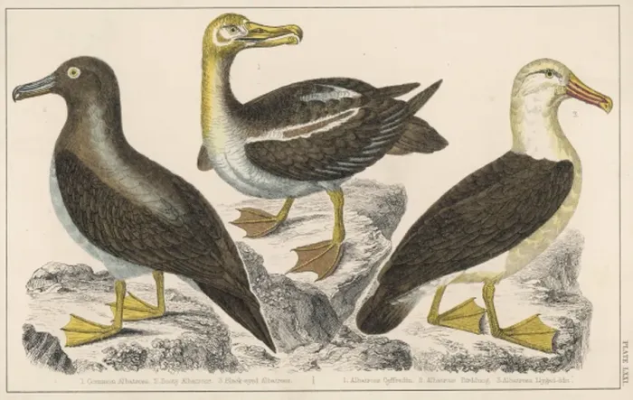Framed Print : ALBATROSS. Three varieties of albatross (diomedeidae); no 3 is the black-eyed Framed Print : ALBATROSS. Three varieties of albatross (diomedeidae); no 3 is the black-eyed