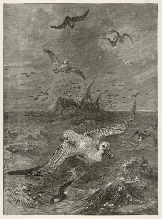Framed Print : Albatross in Storm Framed Print : Albatross in Storm