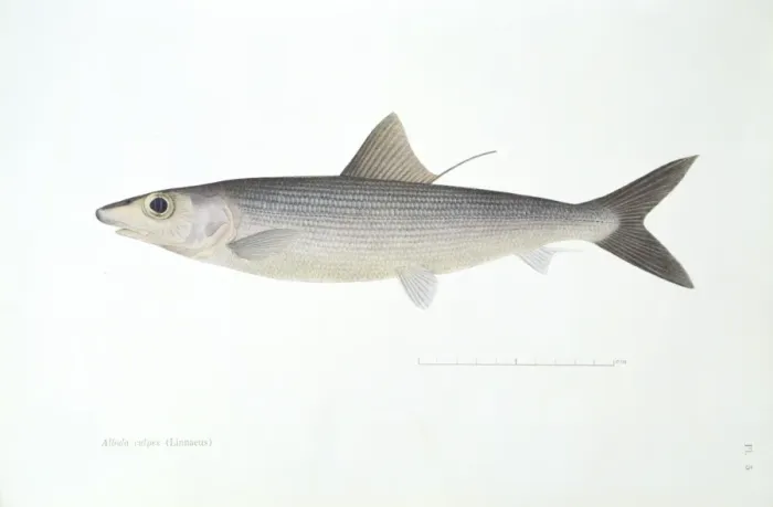 Framed Print : Albula vulpes, bonefish Framed Print : Albula vulpes, bonefish