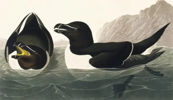 Framed Print : Alca torda, razorbill Framed Print : Alca torda, razorbill