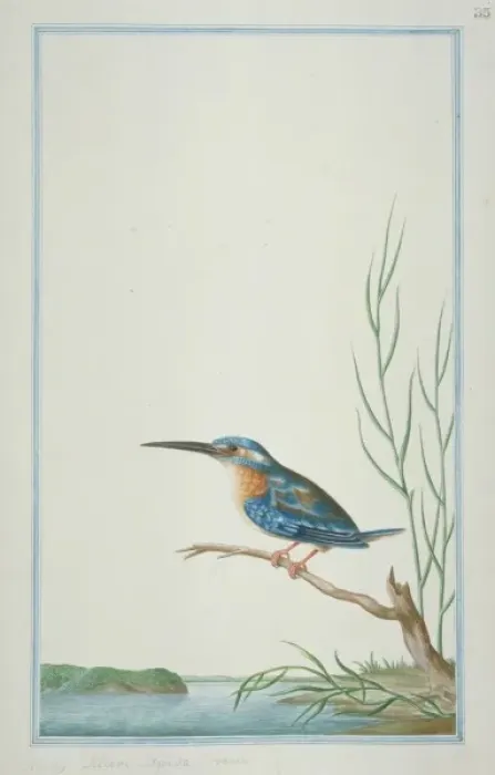 Framed Print : Alcedo atthis bengalensis, common kingfisher Framed Print : Alcedo atthis bengalensis, common kingfisher