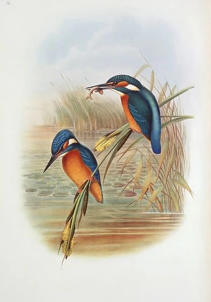 Alcedo atthis, common kingfisher