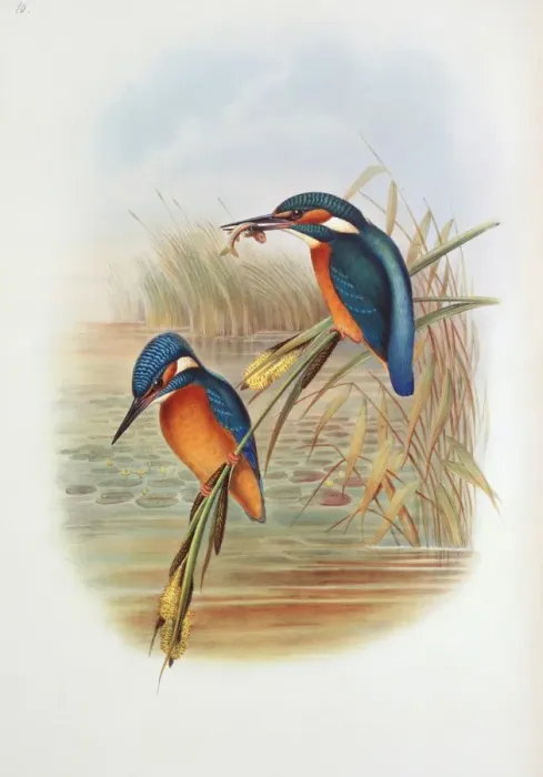Framed Print : Alcedo atthis, common kingfisher Framed Print : Alcedo atthis, common kingfisher
