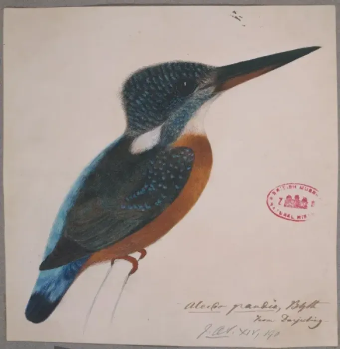 Framed Print : Alcedo hercules, great blue kingfisher Framed Print : Alcedo hercules, great blue kingfisher