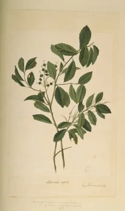 Framed Print : Alchornea triplinervia Framed Print : Alchornea triplinervia
