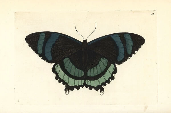 Alcides orontes moth