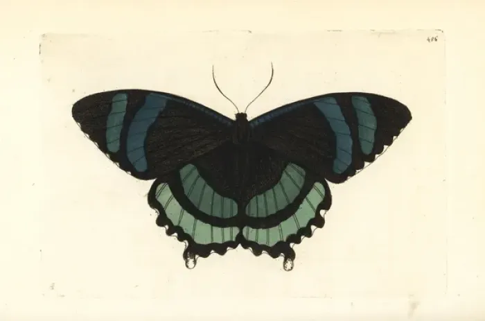 Framed Print : Alcides orontes moth Framed Print : Alcides orontes moth