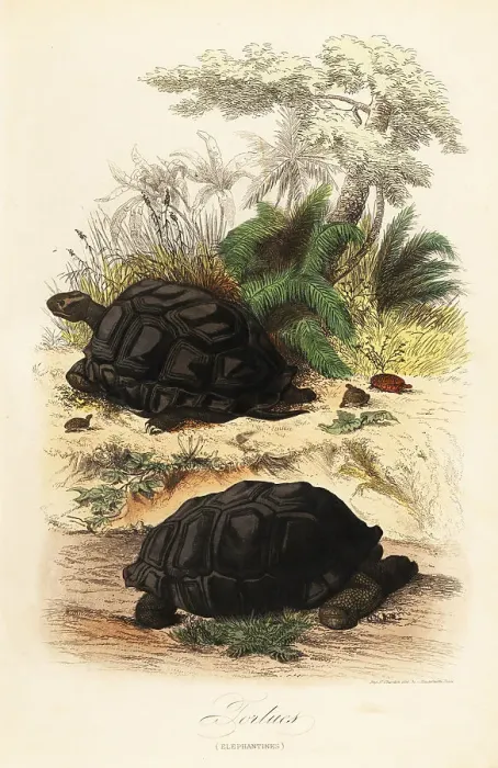 Framed Print : Aldabra giant tortoise, Aldabrachelys gigantea, vulnerable Framed Print : Aldabra giant tortoise, Aldabrachelys gigantea, vulnerable