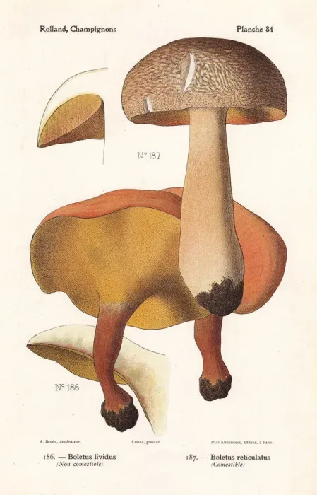 Framed Print : Alder bolete and summer cap