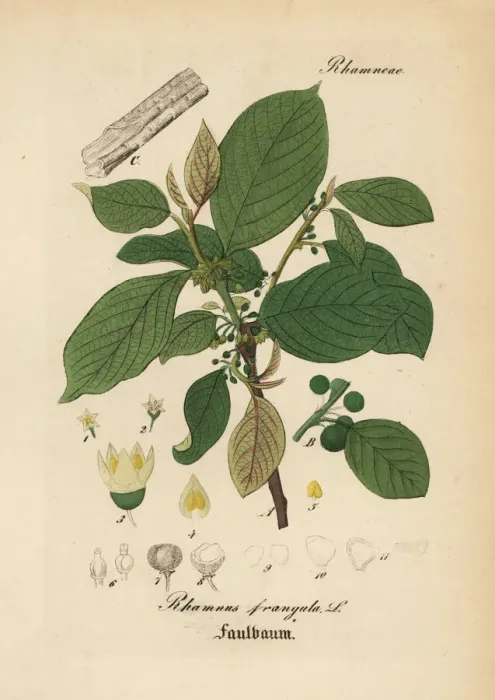 Framed Print : Alder buckthorn, Frangula alnus Framed Print : Alder buckthorn, Frangula alnus