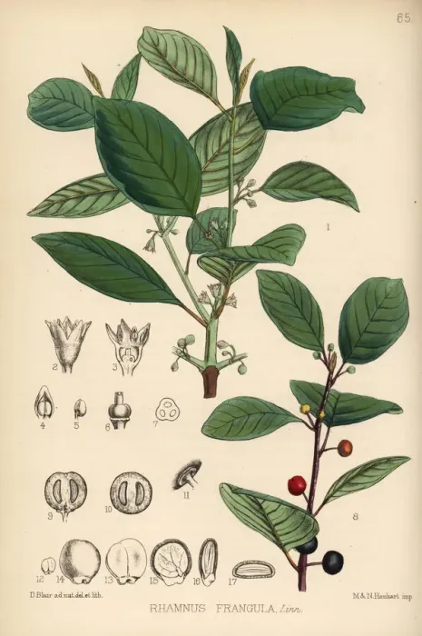 Framed Print : Alder buckthorn, Frangula alnus Framed Print : Alder buckthorn, Frangula alnus