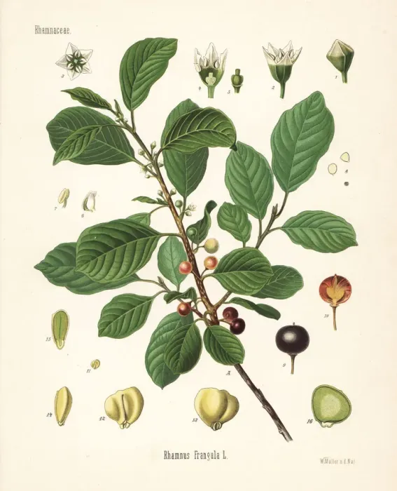 Framed Print : Alder buckthorn, Frangula alnus Framed Print : Alder buckthorn, Frangula alnus