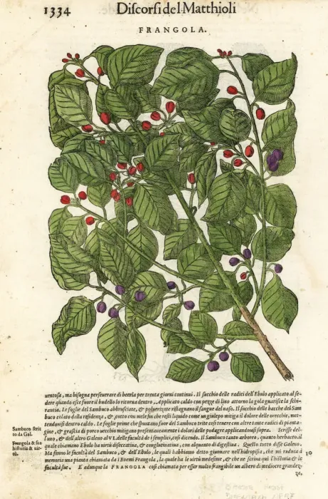 Framed Print : Alder buckthorn or glossy buckthorn, Frangula alnus Framed Print : Alder buckthorn or glossy buckthorn, Frangula alnus