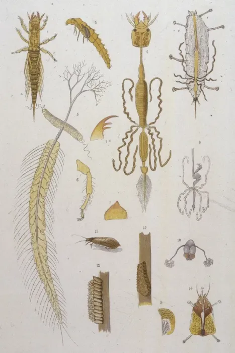 Framed Print : ALDER FLY. The ALDER or MAY FLY (SIALIS LUTARIA) 11 is the male 14 is the female Framed Print : ALDER FLY. The ALDER or MAY FLY (SIALIS LUTARIA) 11 is the male 14 is the female