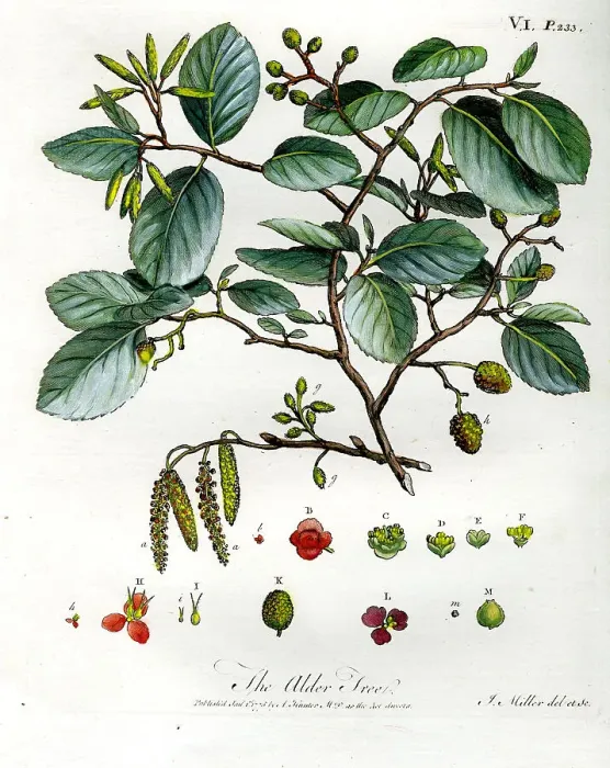 Framed Print : Alder Tree Framed Print : Alder Tree