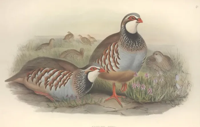 Framed Print : Alectoris rufa, red-legged partridge Framed Print : Alectoris rufa, red-legged partridge