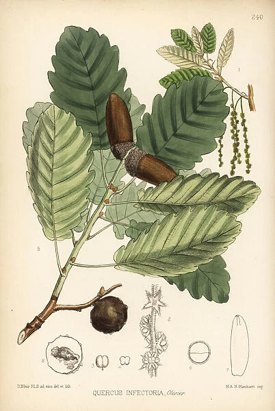 Aleppo oak, Quercus infectoria