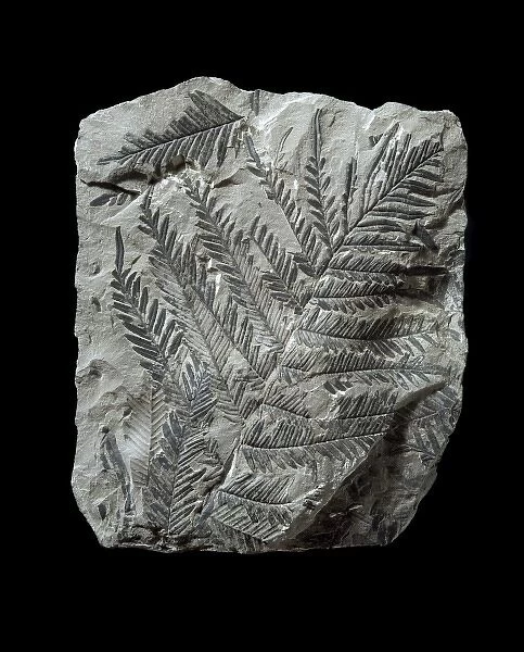 Alethopteris lonchitica, fossil seed fern
