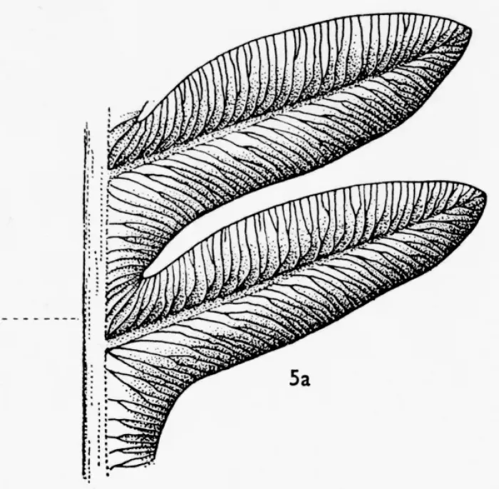 Framed Print : Alethopteris serli (Brongniart), Pteridosperm Framed Print : Alethopteris serli (Brongniart), Pteridosperm