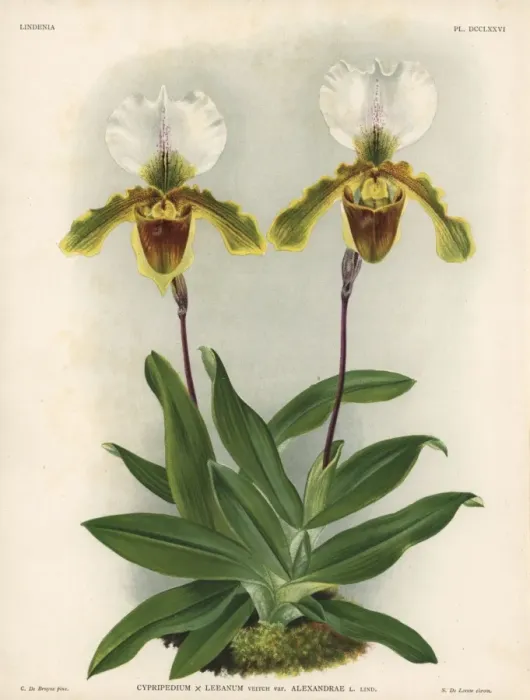 Framed Print : Alexandrae variety of Cypripedium x Leeanum Framed Print : Alexandrae variety of Cypripedium x Leeanum