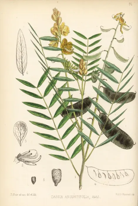 Framed Print : Alexandrian senna, Senna alexandrina Framed Print : Alexandrian senna, Senna alexandrina