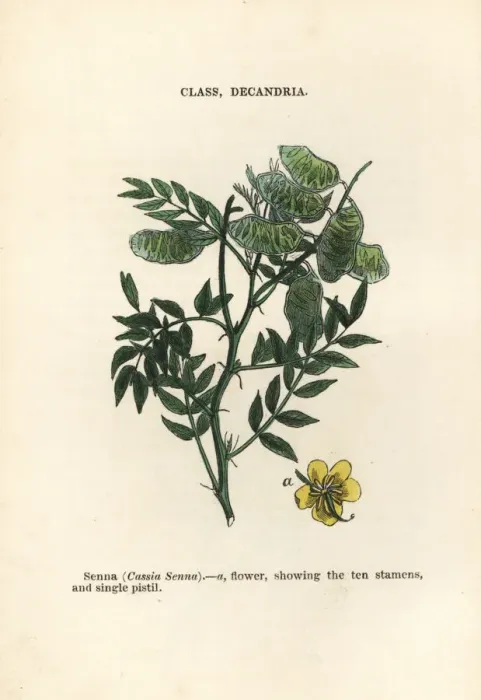 Framed Print : Alexandrian senna, Senna alexandrina Framed Print : Alexandrian senna, Senna alexandrina