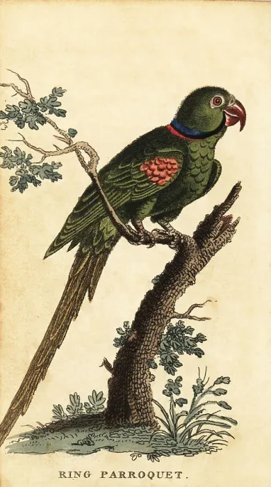 Framed Print : Alexandrine parakeet, Psittacula eupatria Framed Print : Alexandrine parakeet, Psittacula eupatria