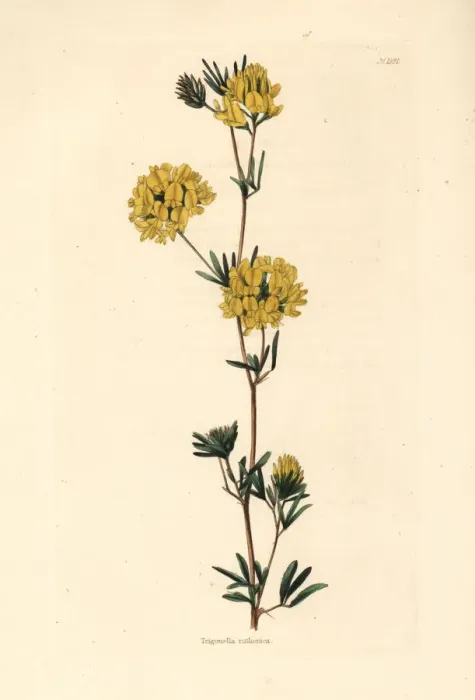 Framed Print : Alfalfa, Medicago ruthenica Framed Print : Alfalfa, Medicago ruthenica
