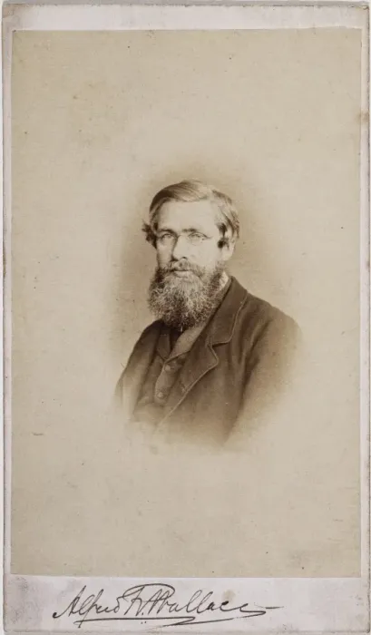 Framed Print : Alfred Russel Wallace (1823-1913) Framed Print : Alfred Russel Wallace (1823-1913)