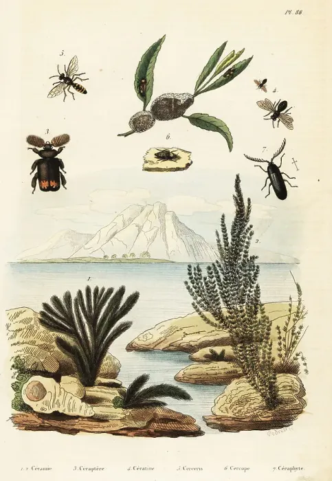 Framed Print : Algae, bee, wasp and froghopper Framed Print : Algae, bee, wasp and froghopper