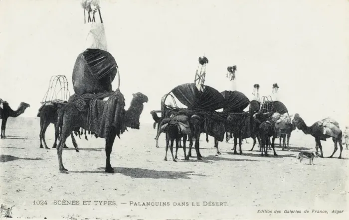 Framed Print : Algeria - Camel Transport Framed Print : Algeria - Camel Transport