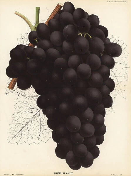Alicante Bouschet grape variety, Vitis vinifera