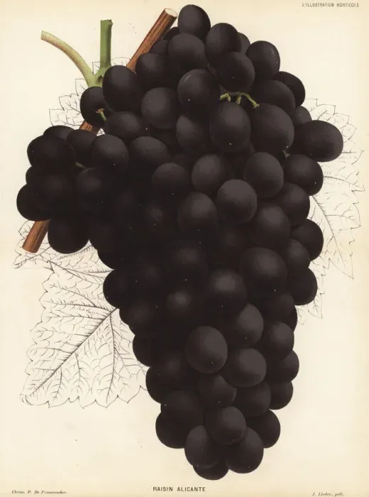 Framed Print : Alicante Bouschet grape variety, Vitis vinifera Framed Print : Alicante Bouschet grape variety, Vitis vinifera