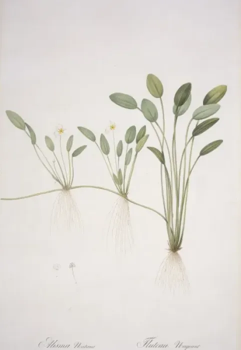 Framed Print : Alisma natans Framed Print : Alisma natans