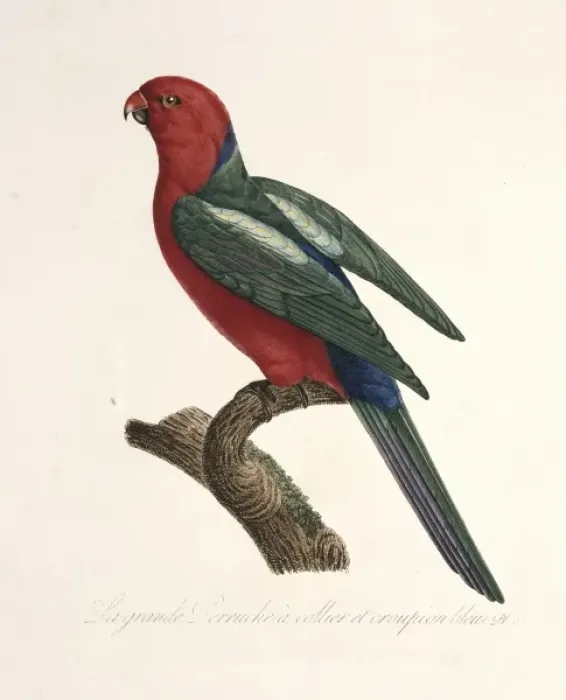 Framed Print : Alisterus scapularis, Australian king parrot Framed Print : Alisterus scapularis, Australian king parrot