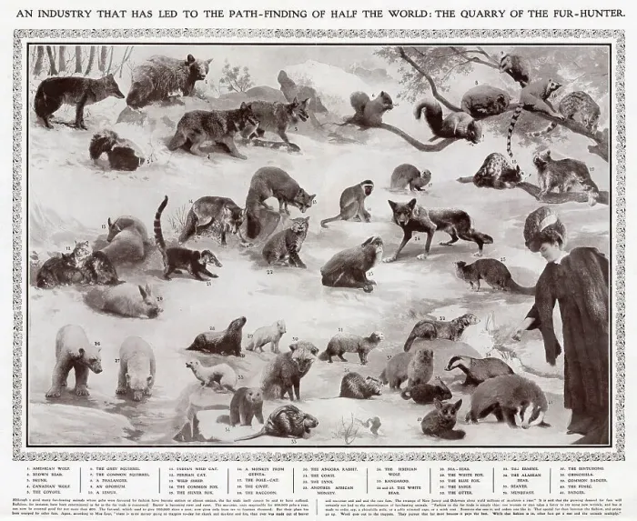 Framed Print : All the animals whose pelts were favoured by the fashion industry in 1908. 1. American Wolf, 2. Brown Bear, 3. Skunk, 4. Canadian Wolf, 5. Coyote, 6. Grey Squirrel, 7. Common Squirrel, 8. Phalanger, 9. Opossum, 10. Lemur, 11. Indian Wild Cat, 12 Framed Print : All the animals whose pelts were favoured by the fashion industry in 1908. 1. American Wolf, 2. Brown Bear, 3. Skunk, 4. Canadian Wolf, 5. Coyote, 6. Grey Squirrel, 7. Common Squirrel, 8. Phalanger, 9. Opossum, 10. Lemur, 11. Indian Wild Cat, 12