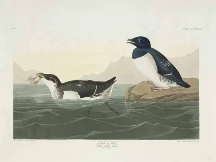 Framed Print : Alle alle, little auk Framed Print : Alle alle, little auk