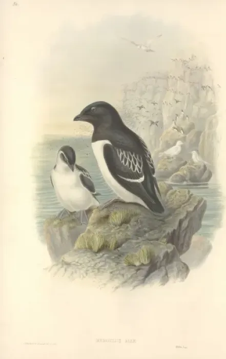 Framed Print : Alle alle, little auk Framed Print : Alle alle, little auk