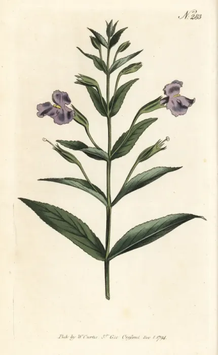 Framed Print : Allegheny monkeyflower, Mimulus ringens Framed Print : Allegheny monkeyflower, Mimulus ringens