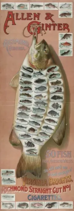 Framed Print : Allen & Ginter, Richmond, Virginia. 50 fish from American wa Framed Print : Allen & Ginter, Richmond, Virginia. 50 fish from American wa