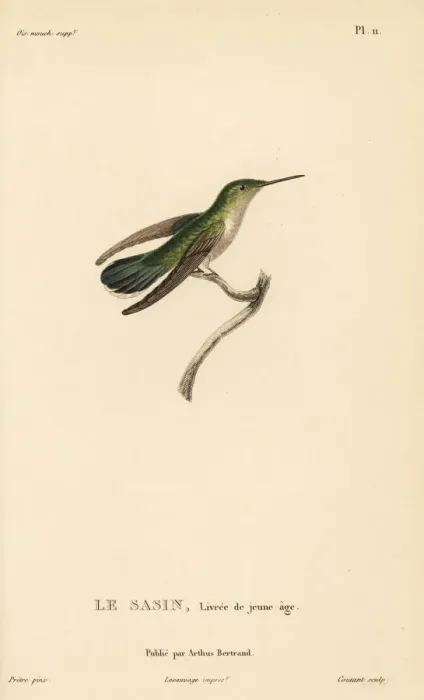 Framed Print : Allens hummingbird, Selasphorus sasin. Juvenile female Framed Print : Allens hummingbird, Selasphorus sasin. Juvenile female