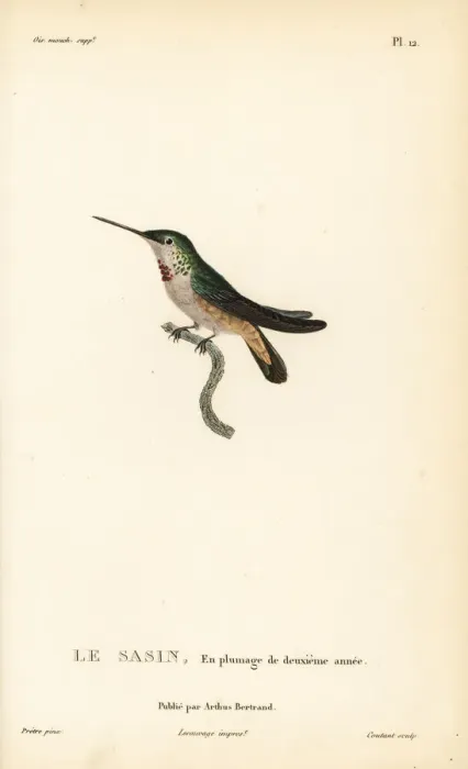 Framed Print : Allens hummingbird, Selasphorus sasin. Second year plumage Framed Print : Allens hummingbird, Selasphorus sasin. Second year plumage