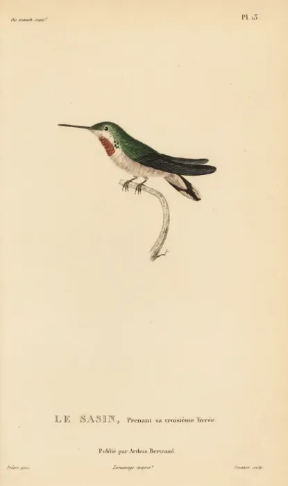 Framed Print : Allens hummingbird, Selasphorus sasin. Almost adult plumage Framed Print : Allens hummingbird, Selasphorus sasin. Almost adult plumage