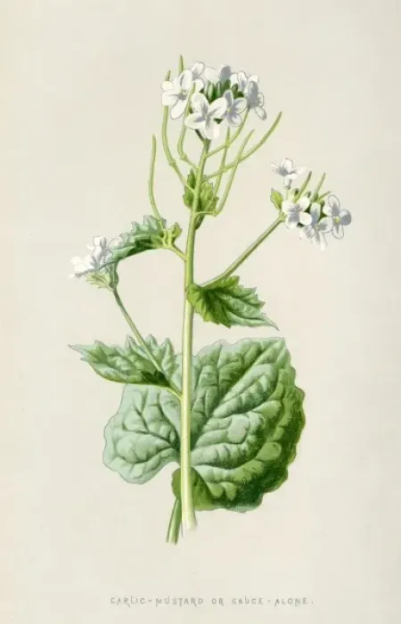 Framed Print : Alliaria Officinalis Framed Print : Alliaria Officinalis
