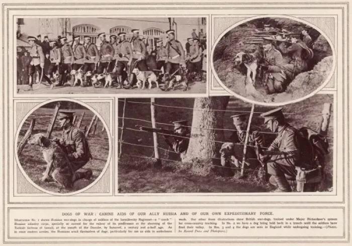Framed Print : Allied War Dogs Framed Print : Allied War Dogs